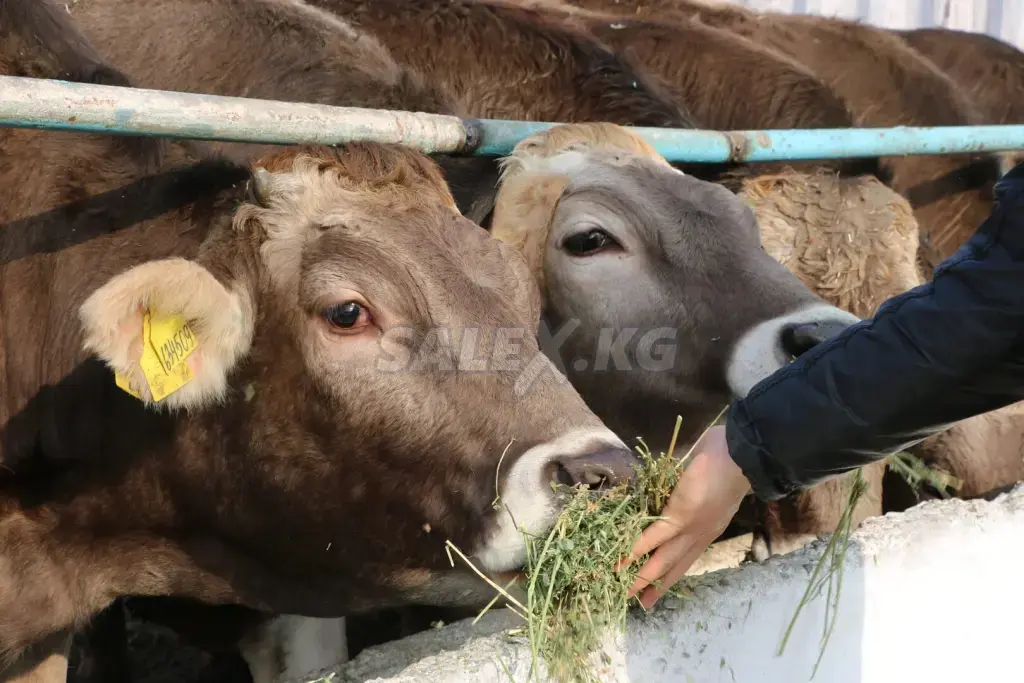 Продаются дойные коровы