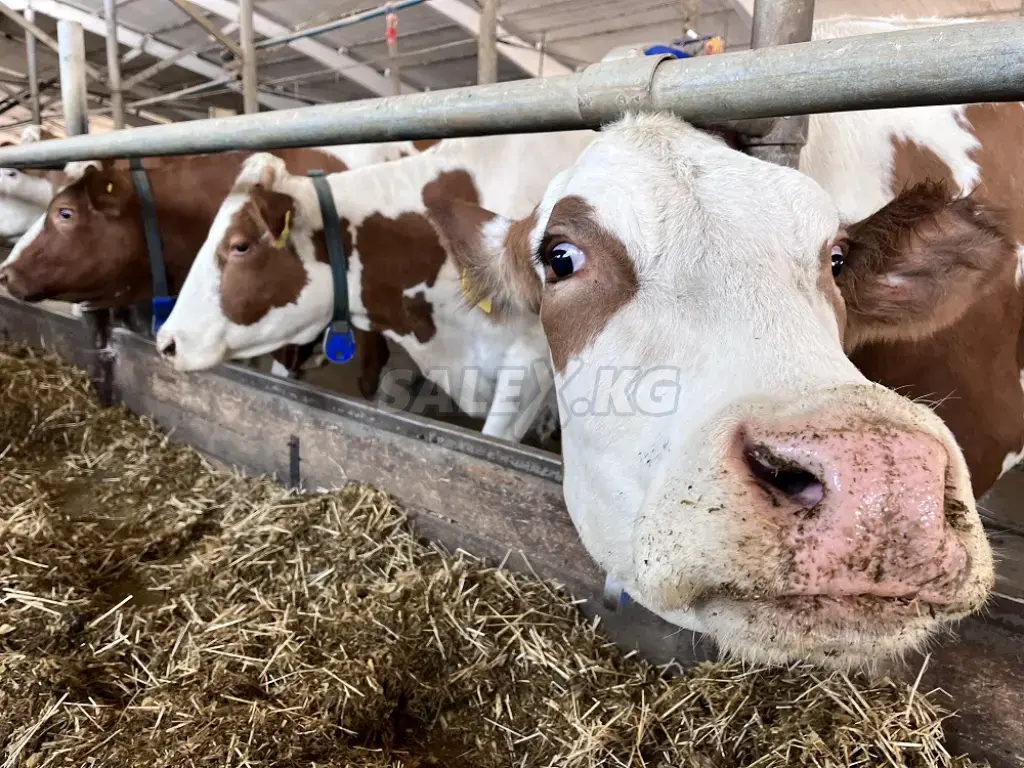 Продаются дойные коровы